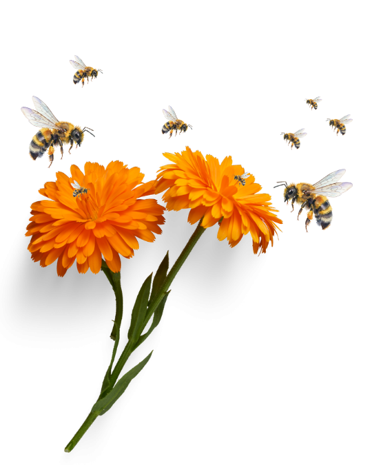 True Daddy Organic Honey â€” Our Story